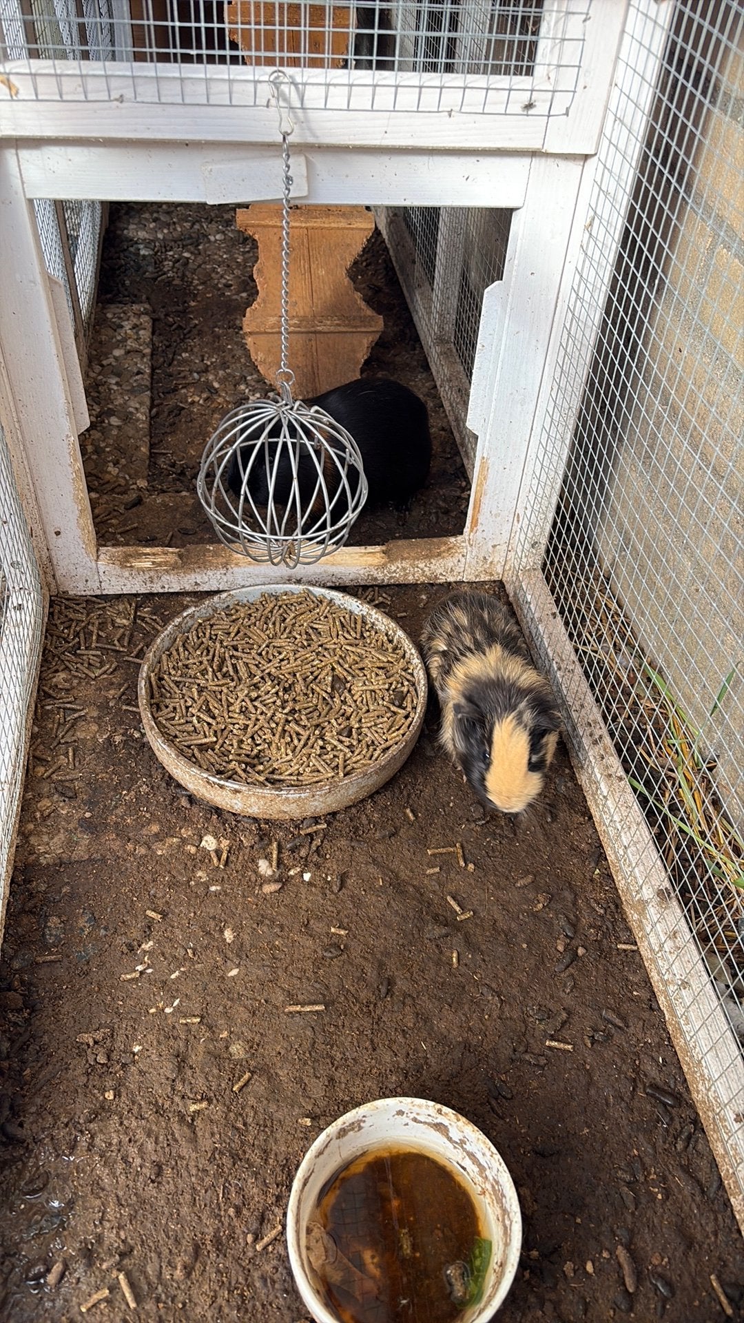 Cavia mannen, Januari, Mannelijk, Cavia