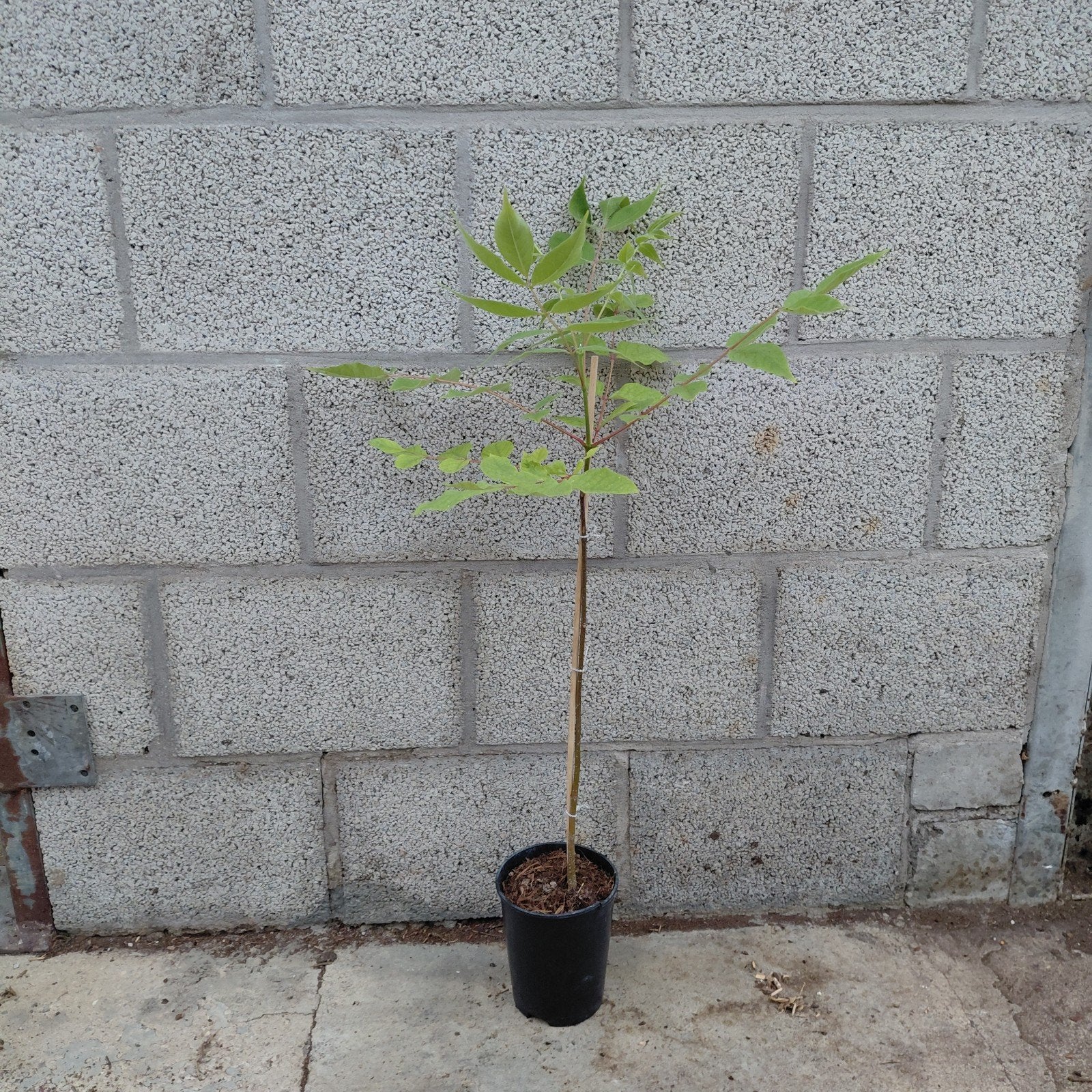 Bijenboom (Tetradium daniellii) - Jonge plant, Ophalen of Verzenden, Minder dan 100 cm