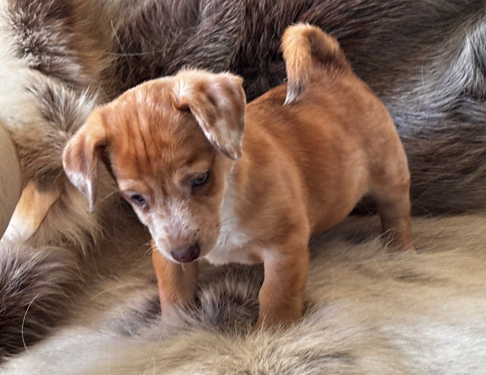 Jack russel pups uit geteste ouders, Parvo, Jack Russell Terriër, 8 tot 15 weken, Meerdere