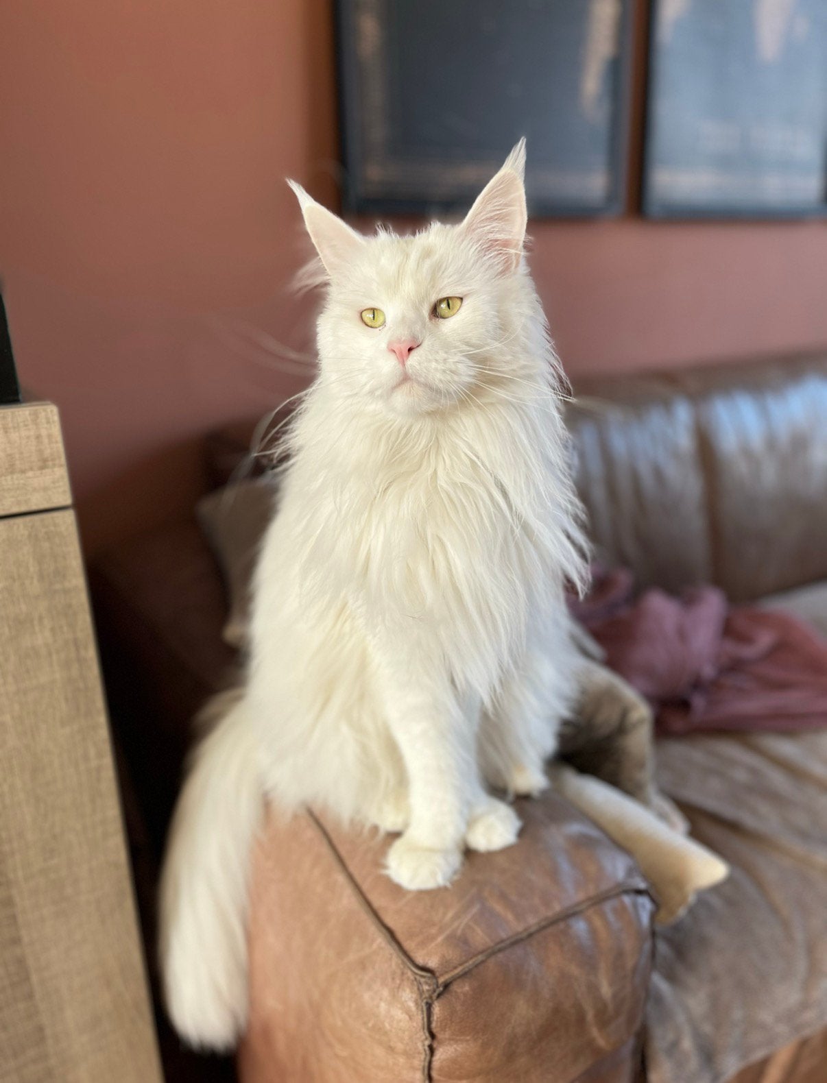 Maine coon zoekt 5, Meerdere dieren, Gechipt, 3 tot 5 jaar