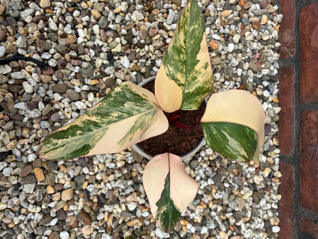 Philodendron Strawberry Shake Variegated 35, Huis en Inrichting, Ophalen of Verzenden, Halfschaduw, Minder dan 100 cm
