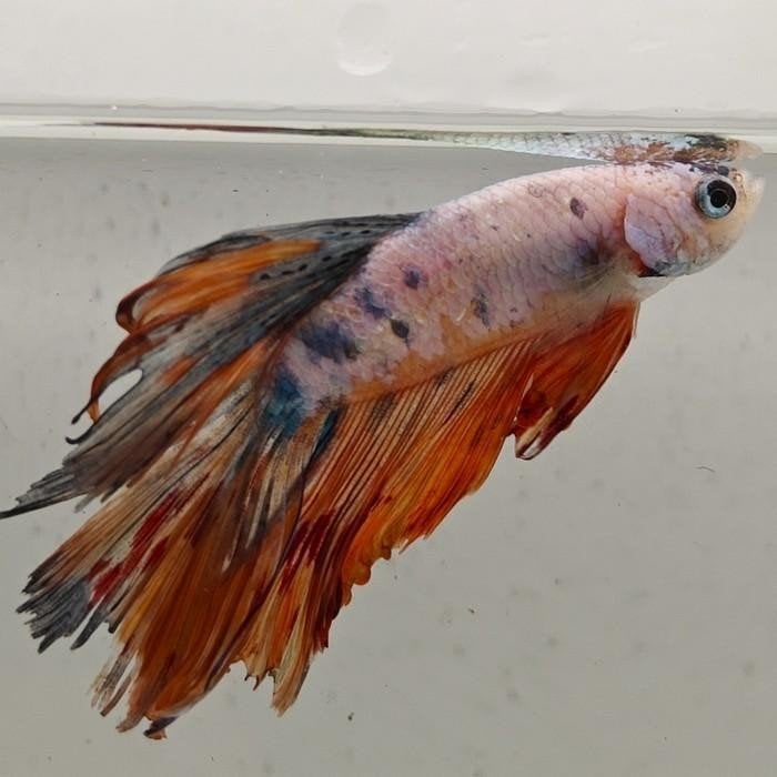 betta splendens man 34, Vis