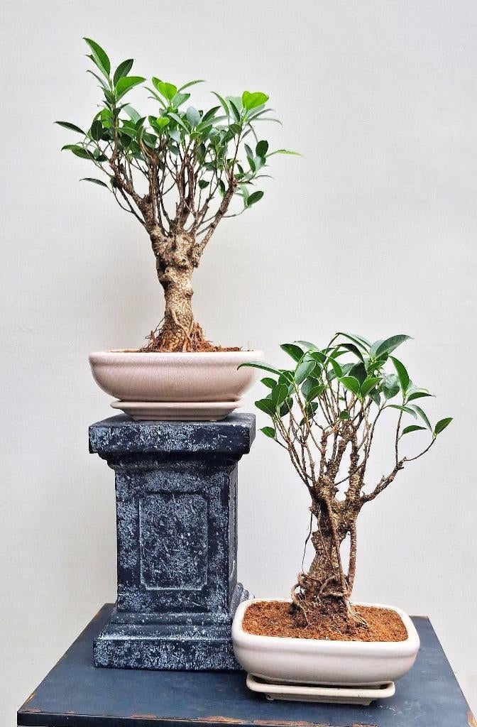 Bonsai Ficus Jubara- 2 Stuks- 26 cm Hoog, Huis en Inrichting, Kamerplanten, In pot, Minder dan 100 cm, Bonsai, Groene kamerplant