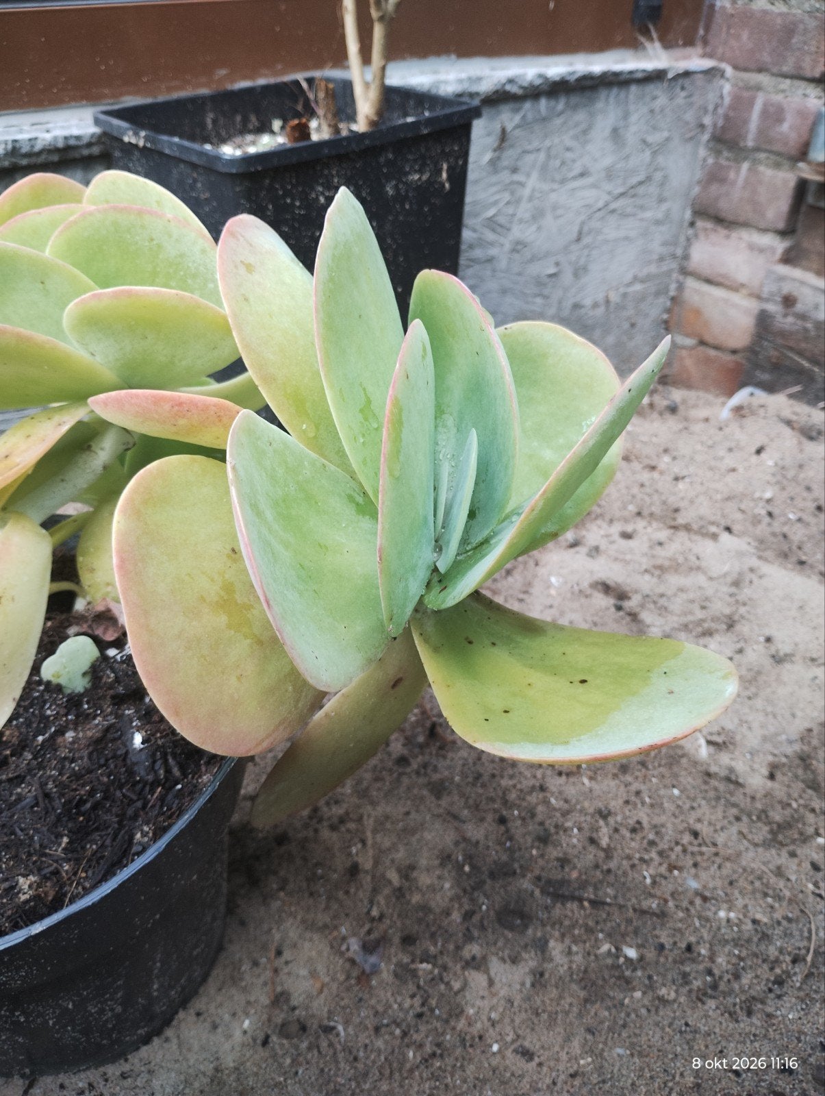 Kalanchoe Thyrsiflora - Woestijnroos, Volle zon, Vaste plant, Bloeit niet, Ophalen