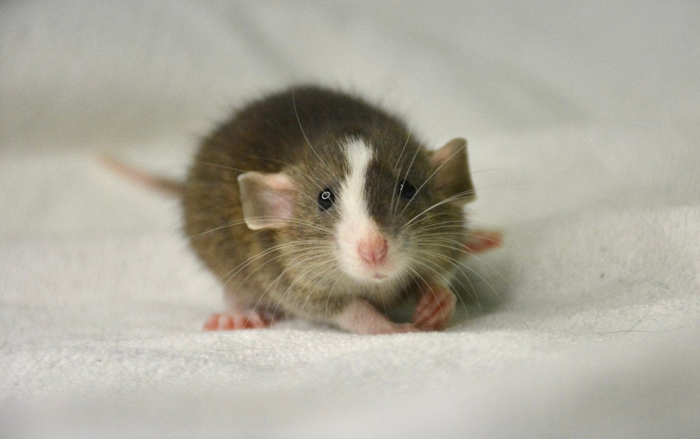 Rittens te reserveren, Dieren en Toebehoren, Knaagdieren, Rat, Mei, Meerdere dieren, Tam