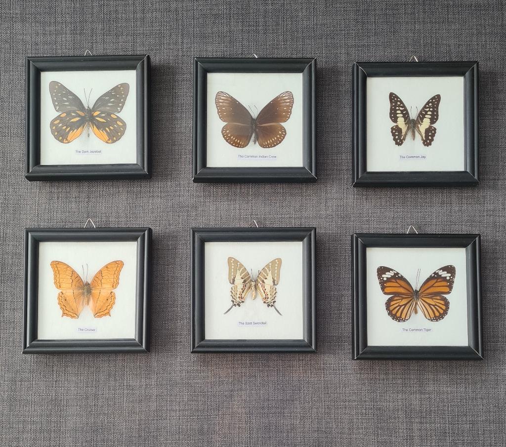 Vlinders, Ophalen of Verzenden, Gebruikt, Insect, Opgezet dier