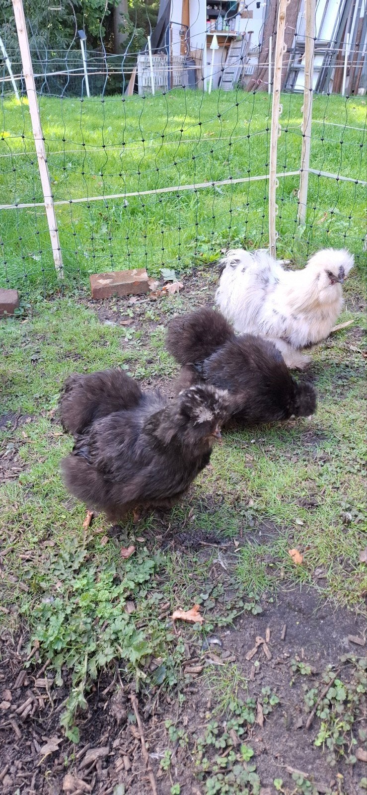 Gezond toompje Zijdehoenders !!!( 2 hennen en 1 haan), Meerdere dieren, Kip