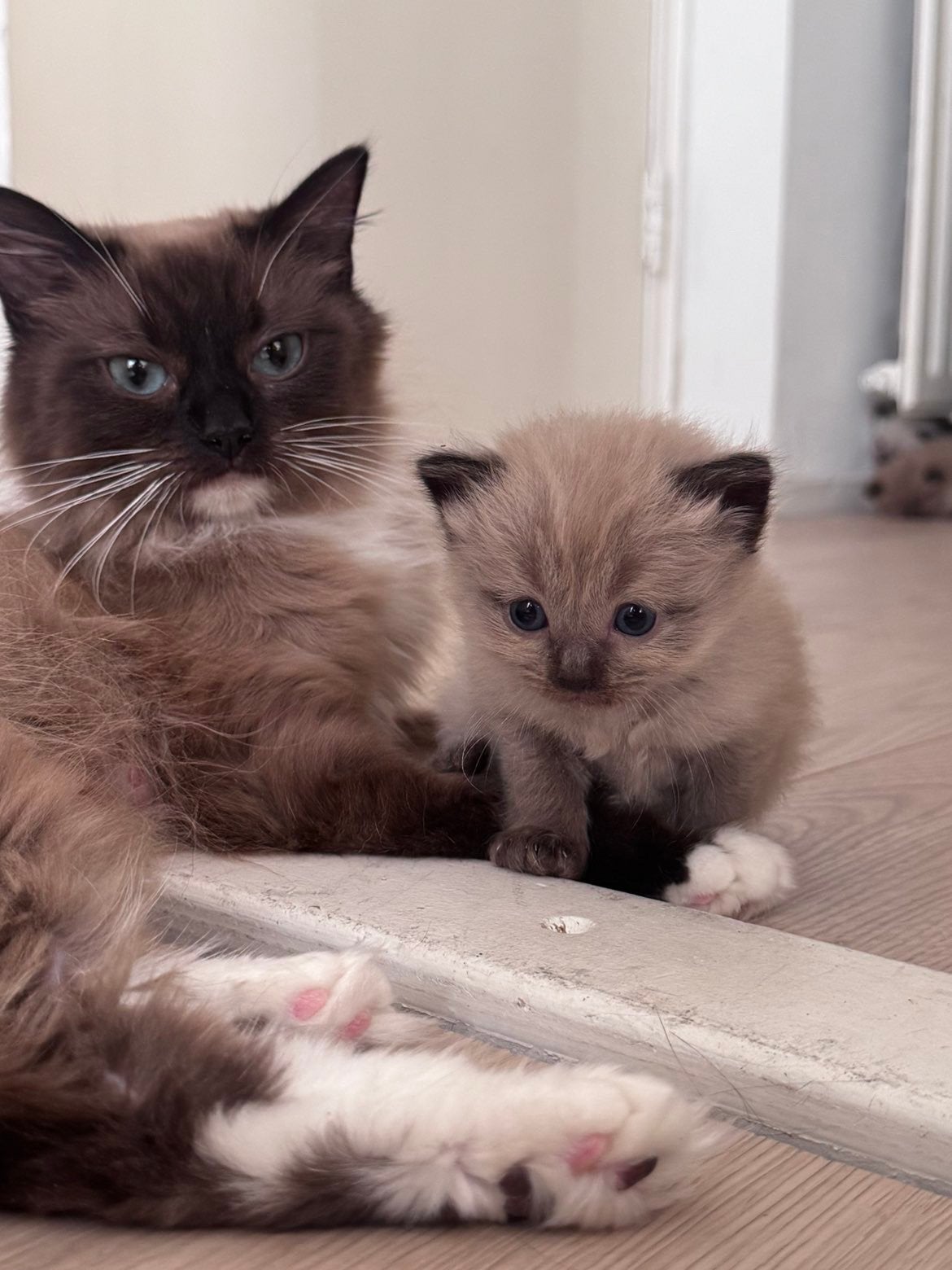 5 Ragdoll kittens, Meerdere dieren, Ontwormd, 0 tot 2 jaar