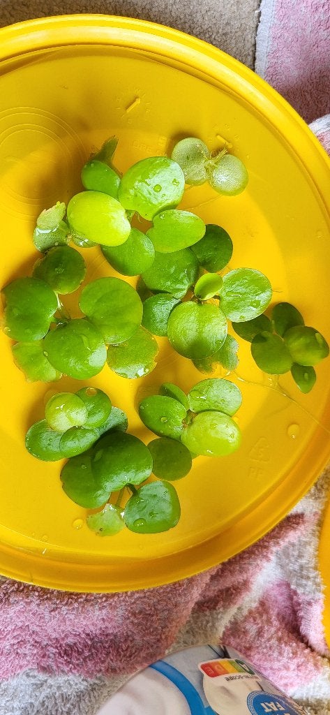 Planten, Overige typen, Zoetwatervis