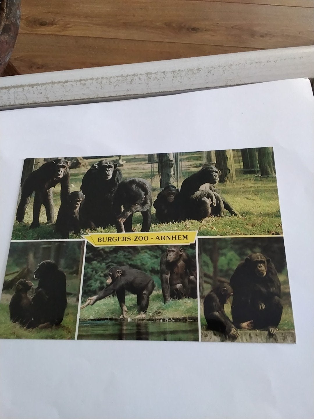 Ansichtkaart Burgers Zoo Arnhem - Chimpansee kolonie, Ophalen of Verzenden