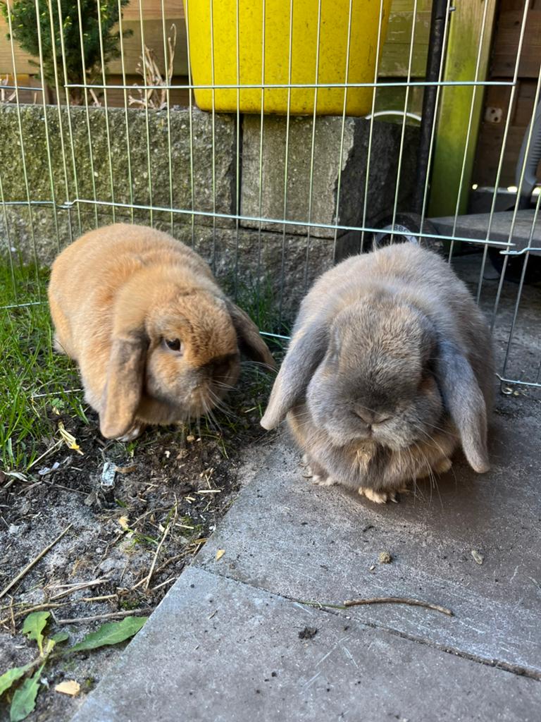 Konijnen dwerg, Meerdere dieren, Dwerg, 0 tot 2 jaar