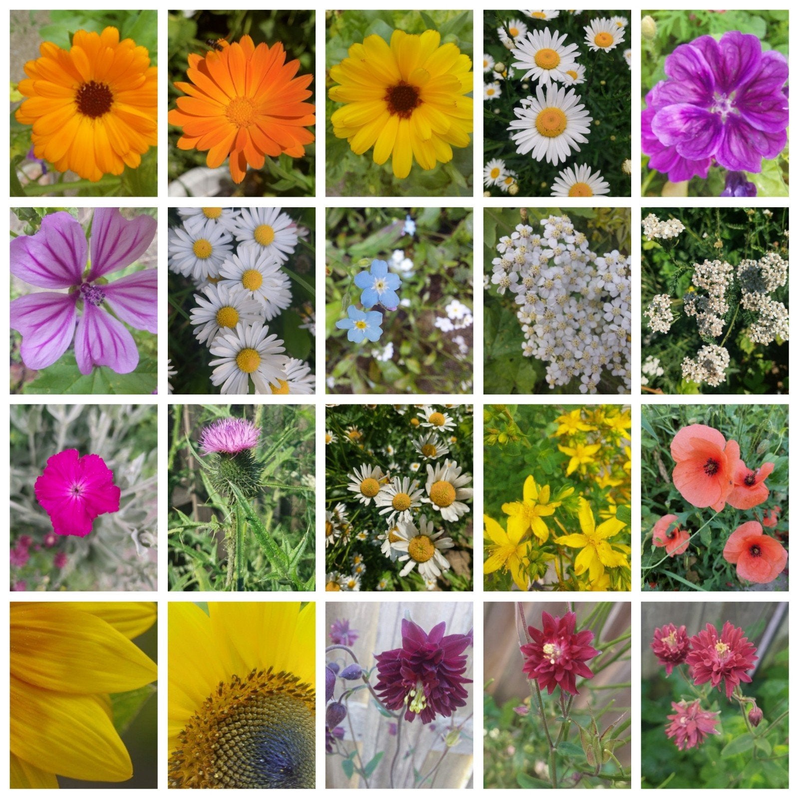 BIO Bloemenzaden (Klaproos, duizendblad, akelei etc.), Ophalen of Verzenden, Voorjaar, Volle zon, Zaad