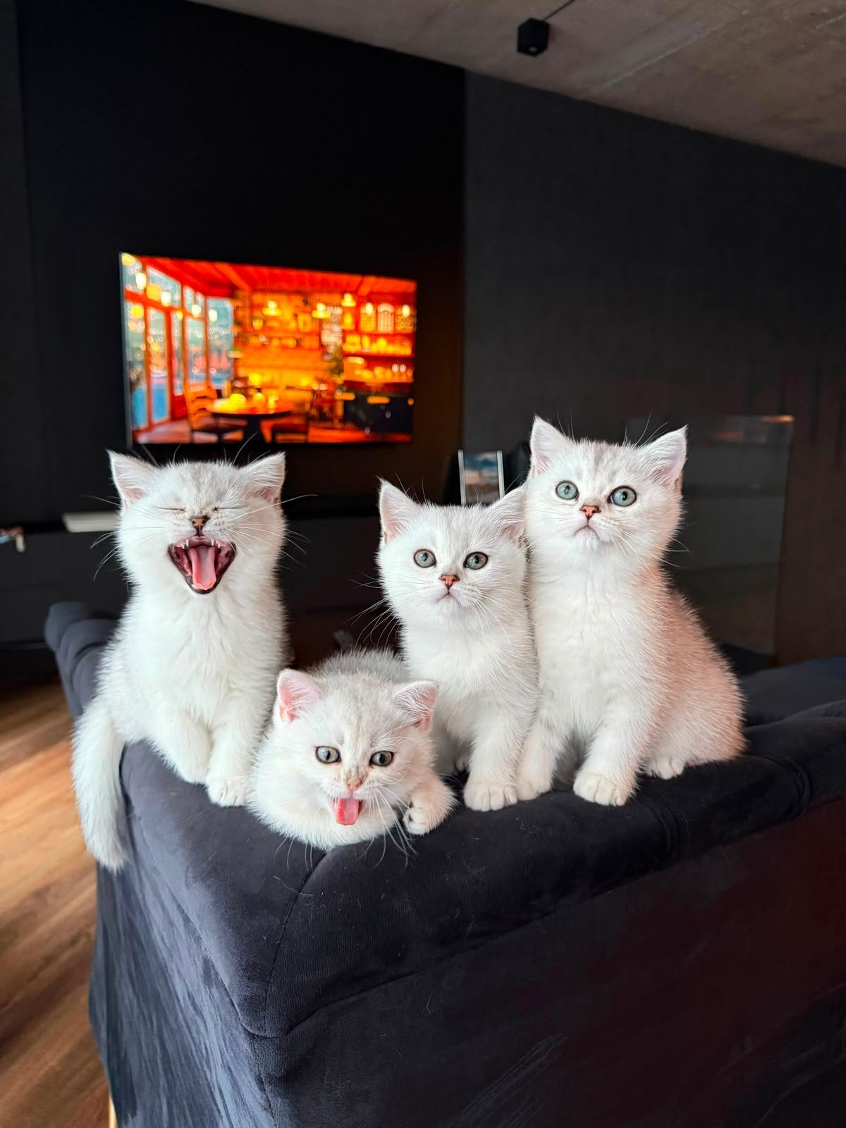 Britse Korthaar Kittens Silver Chinchilla, Meerdere dieren