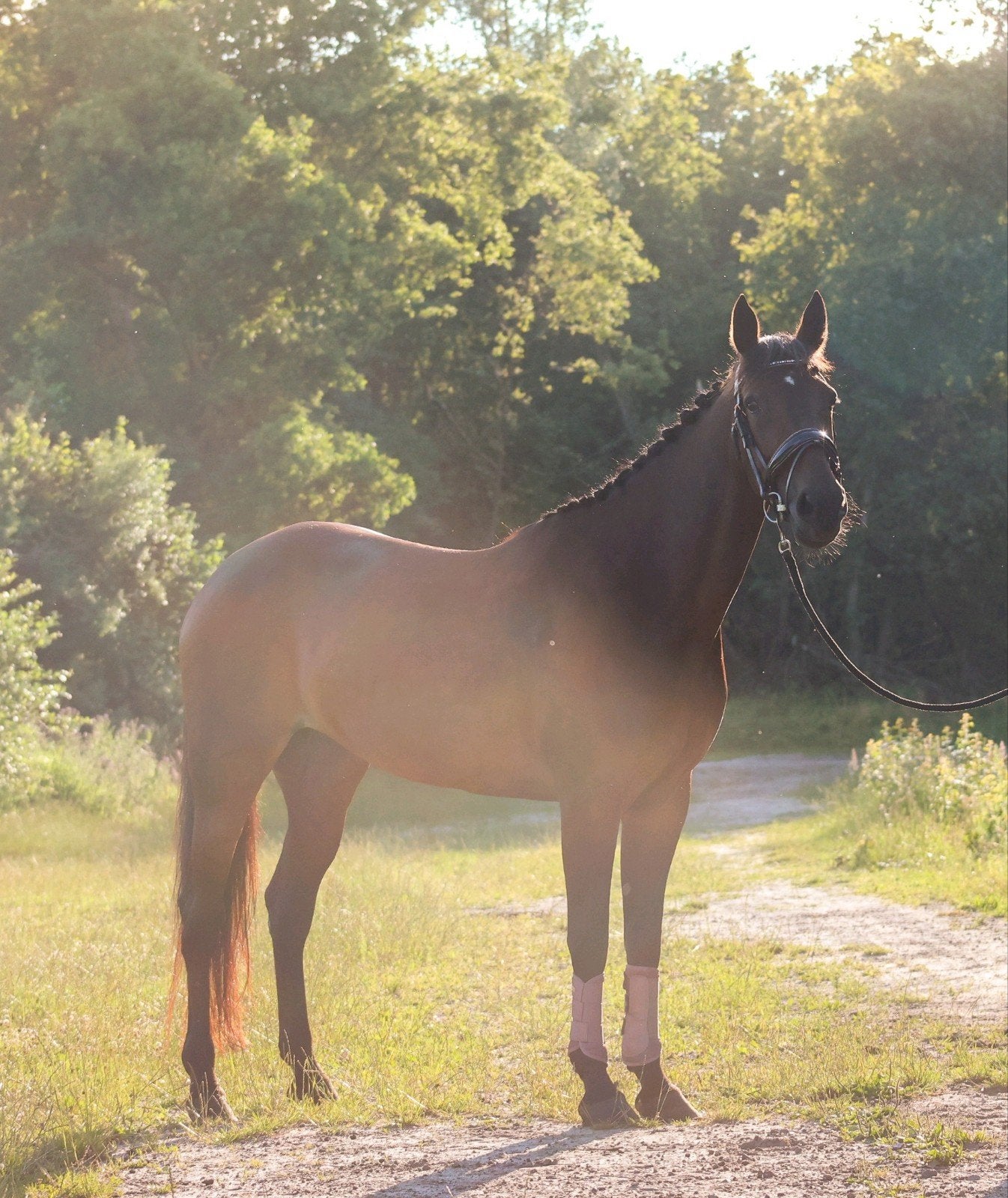 leuke draver merrie, Merrie, 160 tot 165 cm, 11 jaar of ouder, Recreatiepaard