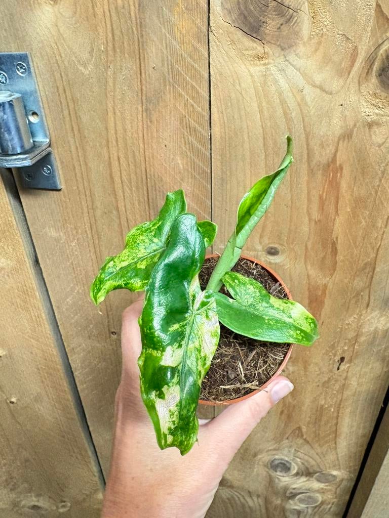 Alocasia tigrina superba aurea yellow lemon lime variegata, Ophalen of Verzenden, Halfschaduw, Minder dan 100 cm