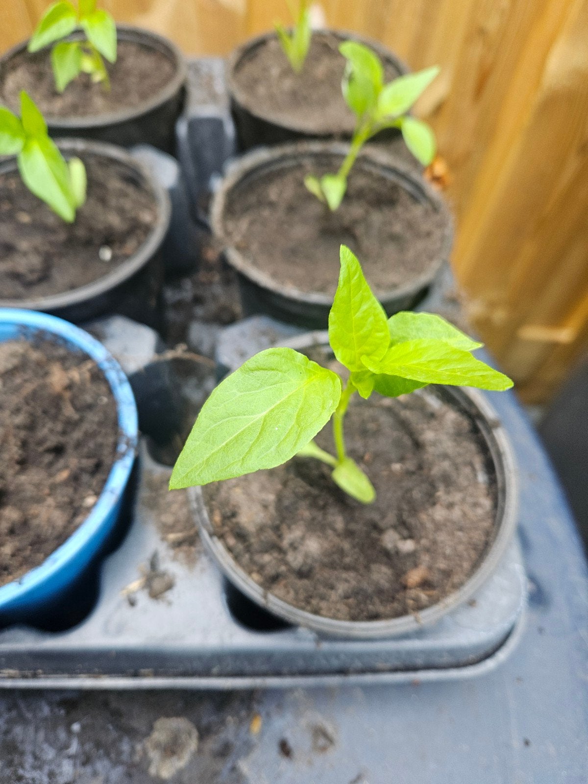 Bio zoete pepers - Vers en Klaar om te Planten, Tuin en Terras, Planten | Tuinplanten, Ophalen of Verzenden, Eenjarig, Groenteplanten
