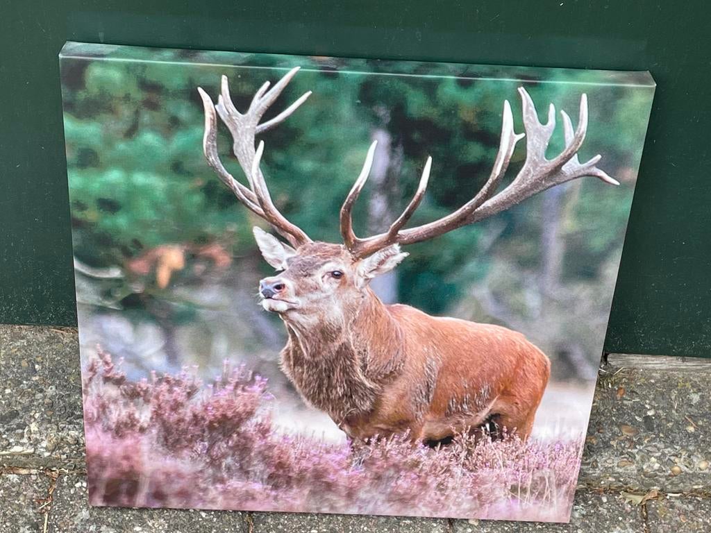 Hert foto schilderij op linnen gedrukt., Ophalen, Zo goed als nieuw