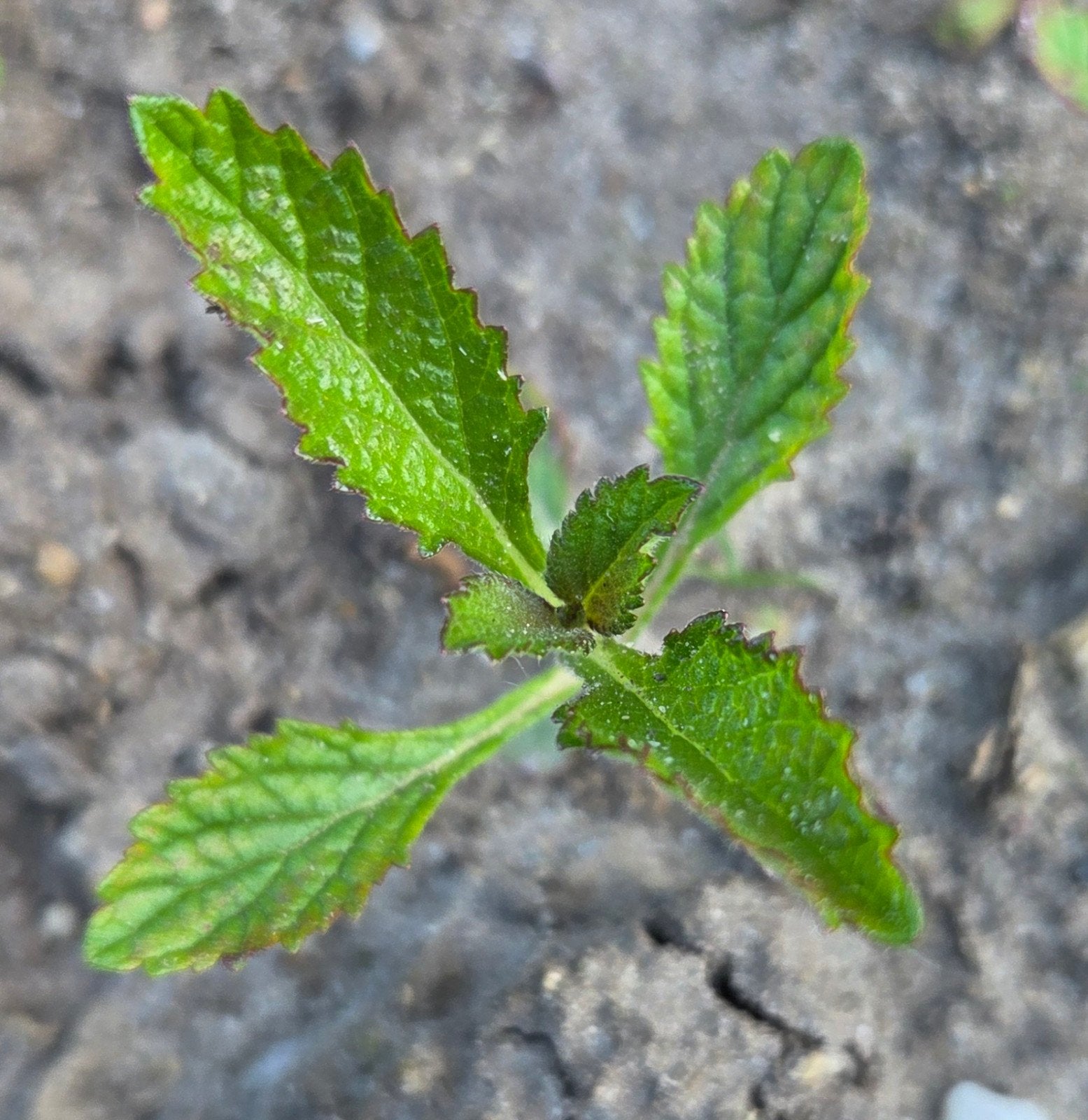 Verbena Ijzerhart stekjes, Ophalen, Overige soorten, Minder dan 100 cm