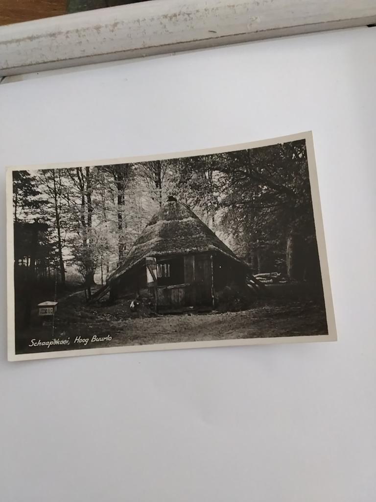 HOOG BUURLO.    SCHAAPSKOOI. 1948, Ophalen of Verzenden, 1940 tot 1960, Gelderland