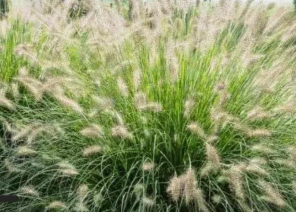 Lampenpoetsers, Tuin en Terras, Ophalen of Verzenden, Volle zon