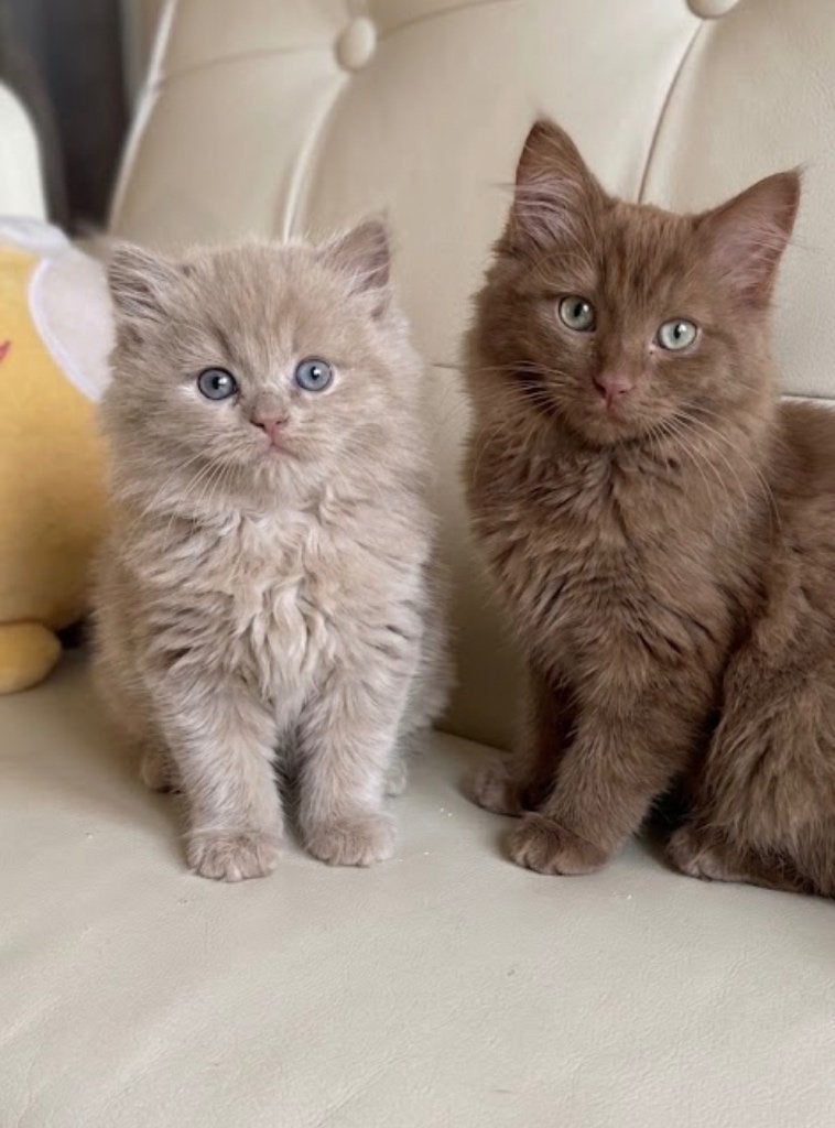 Gezocht: Ragdoll poesje cinnamon, fawn, lilac of chocolate, Poes, 0 tot 2 jaar