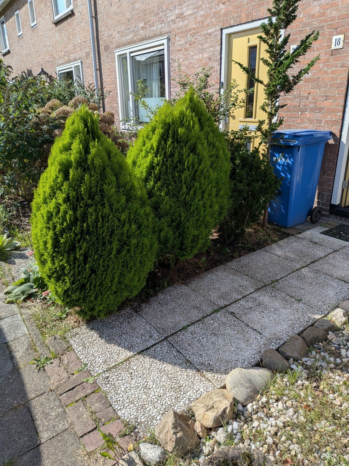 3 coniferen. gratis., Tuin en Terras, Planten | Struiken en Hagen, Ophalen, Conifeer, 100 tot 250 cm