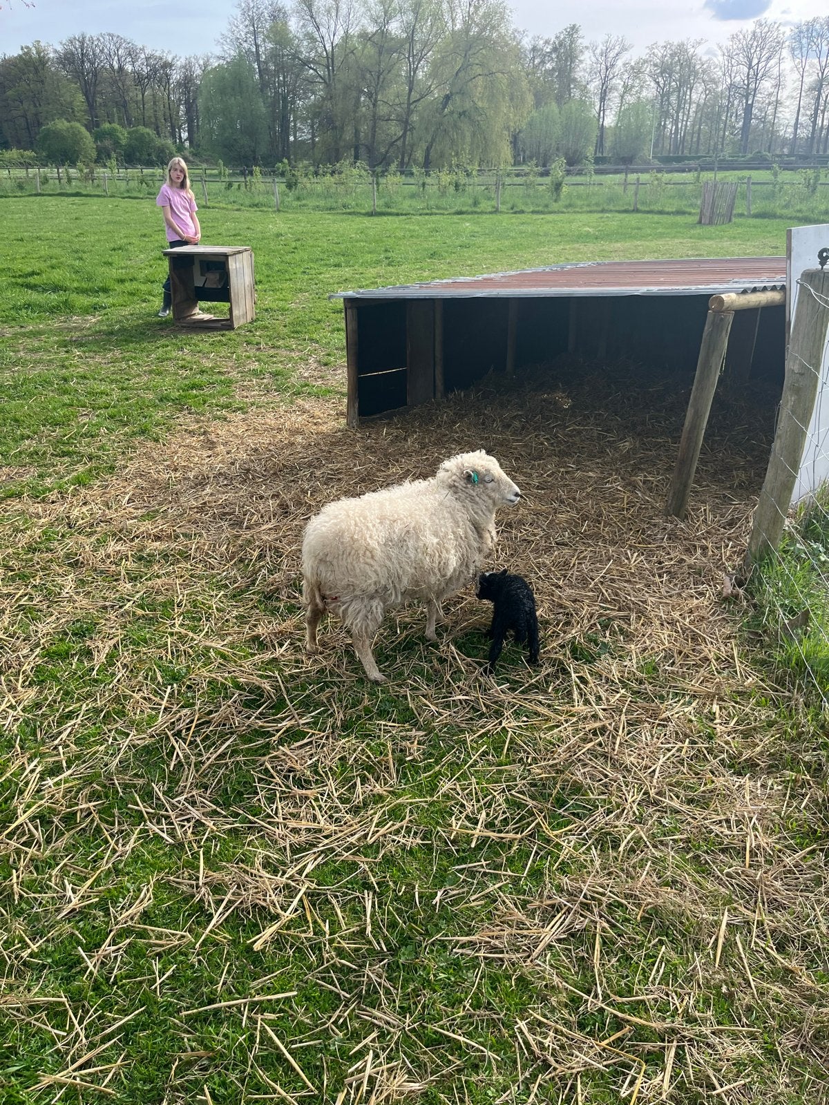 Ouessant ooien en lammeren, Dieren en Toebehoren, Meerdere dieren, Schaap