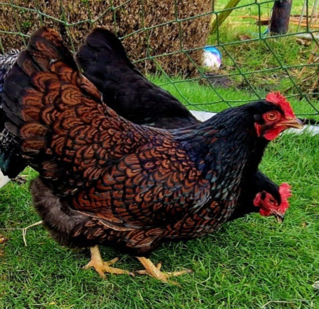 te koop 4 mooie barnevelders 3 hennen en 1 haan, Dieren en Toebehoren, Pluimvee, Meerdere dieren, Kip