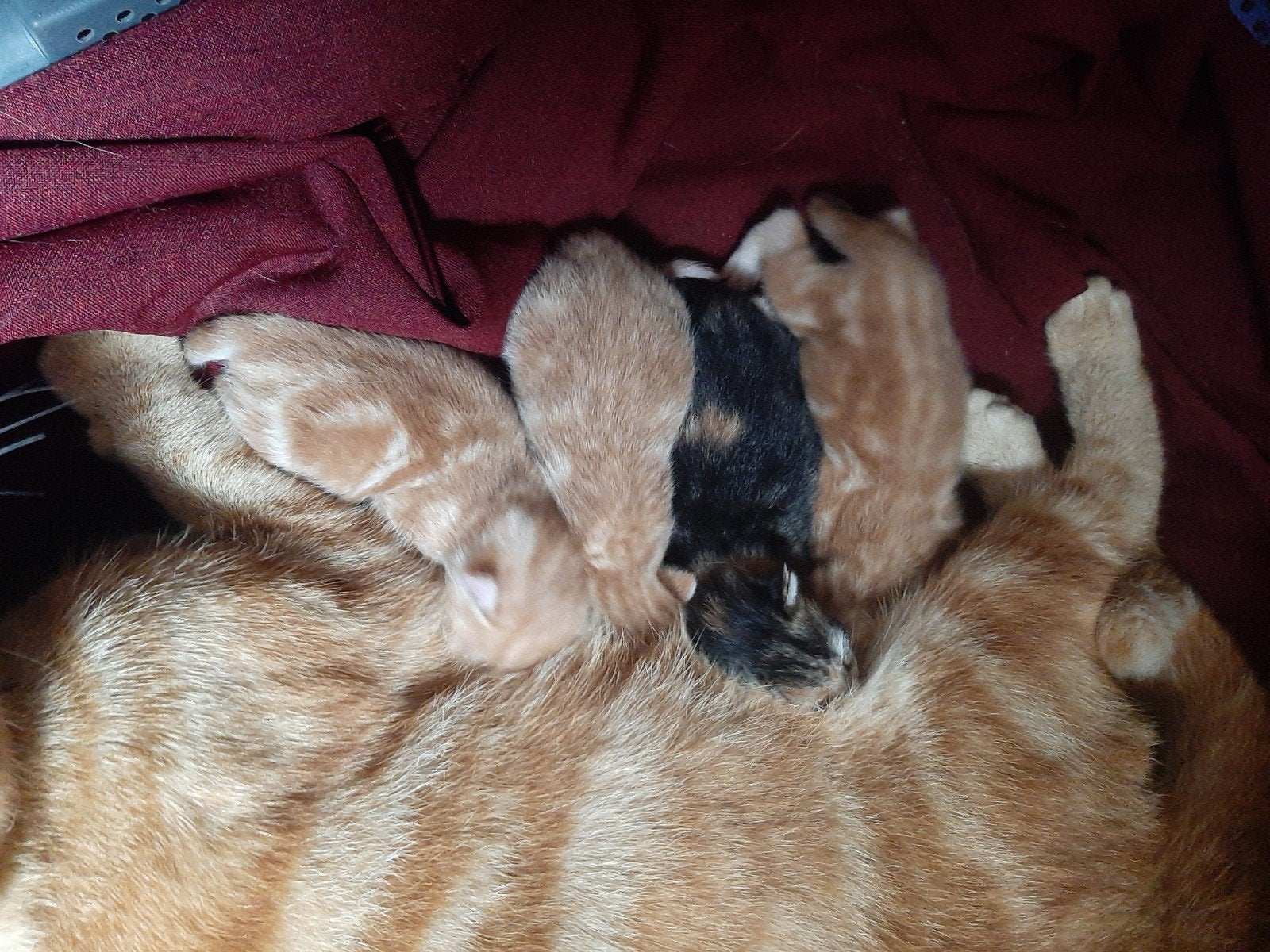 kittens, Dieren en Toebehoren, Meerdere dieren