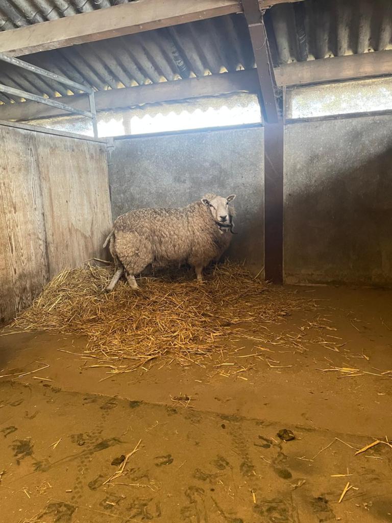 Ram Swifter, Dieren en Toebehoren, Schapen, Geiten en Varkens, Mannelijk, Schaap
