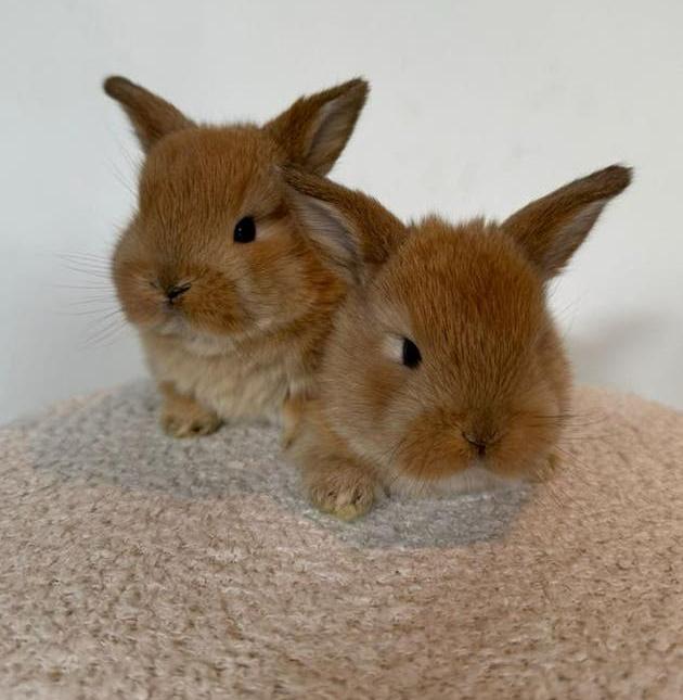 Super knappe hangoor baby konijntjes te koop, Dieren en Toebehoren, Konijnen, Meerdere dieren, Dwerg, Hangoor, 0 tot 2 jaar