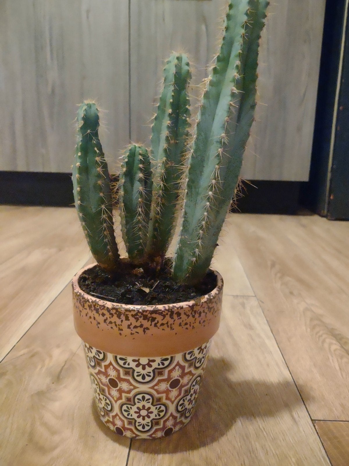 Cactus in decoratieve pot, Ophalen, Meerkleurig, Mediterraans, Zo goed als nieuw