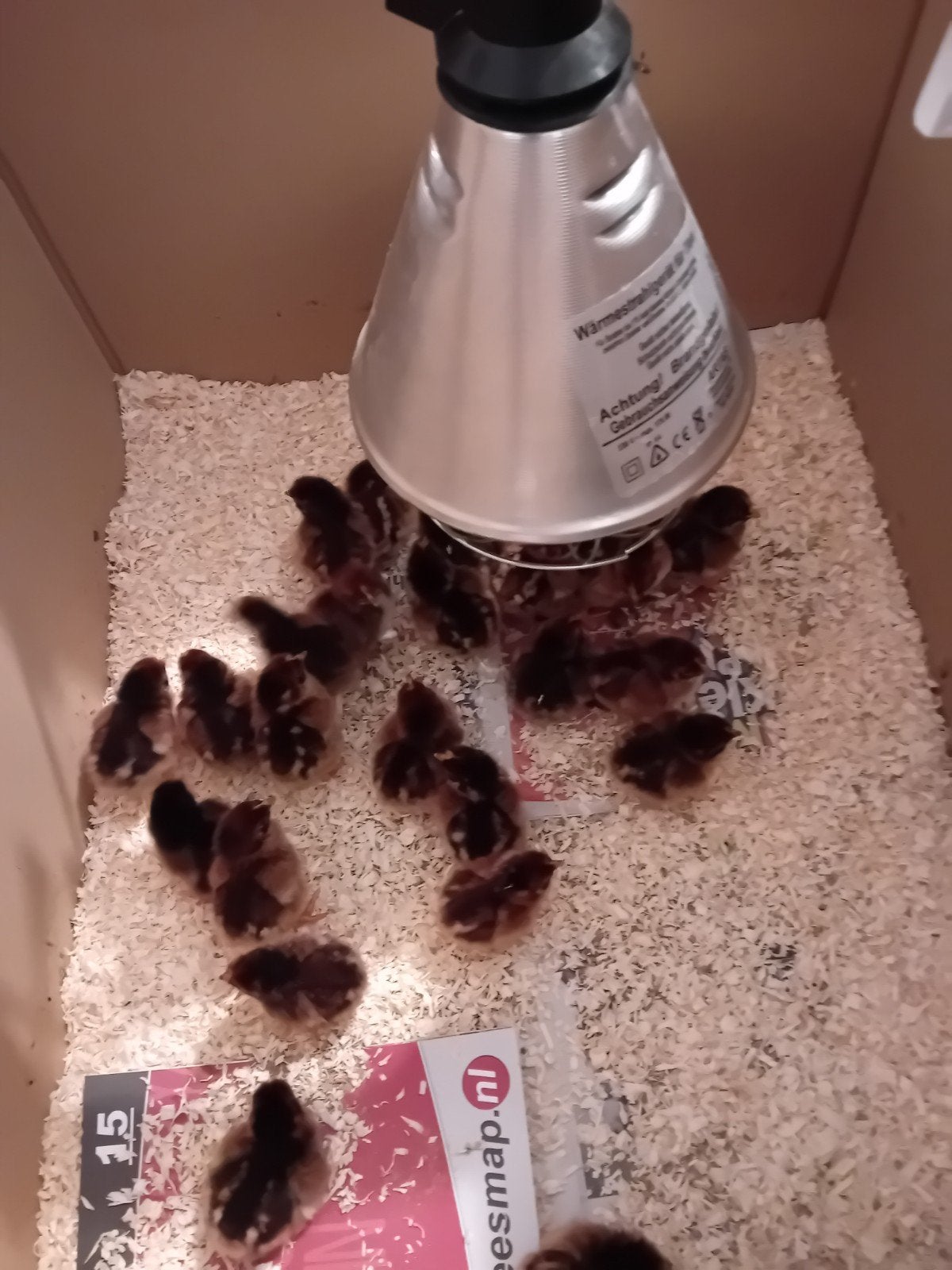 jonge kuikens te koop van de Barneveldse kippen dubbel gezoo, Meerdere dieren, Kip