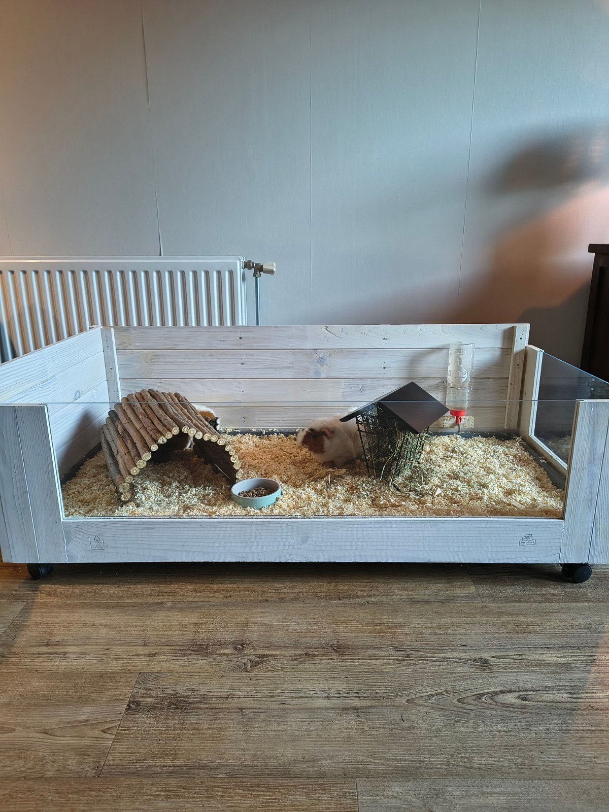 Cavia's plus toebehoren., Dieren en Toebehoren, Juni, Mannelijk, Cavia