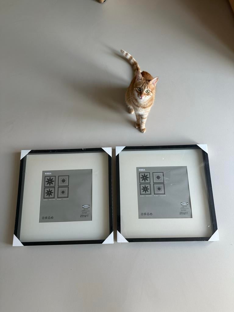 2x IKEA RIBBA Lijst 50x50 cm, zwart, nieuw in folie, Ophalen, Nieuw, Hout, 50 tot 75 cm