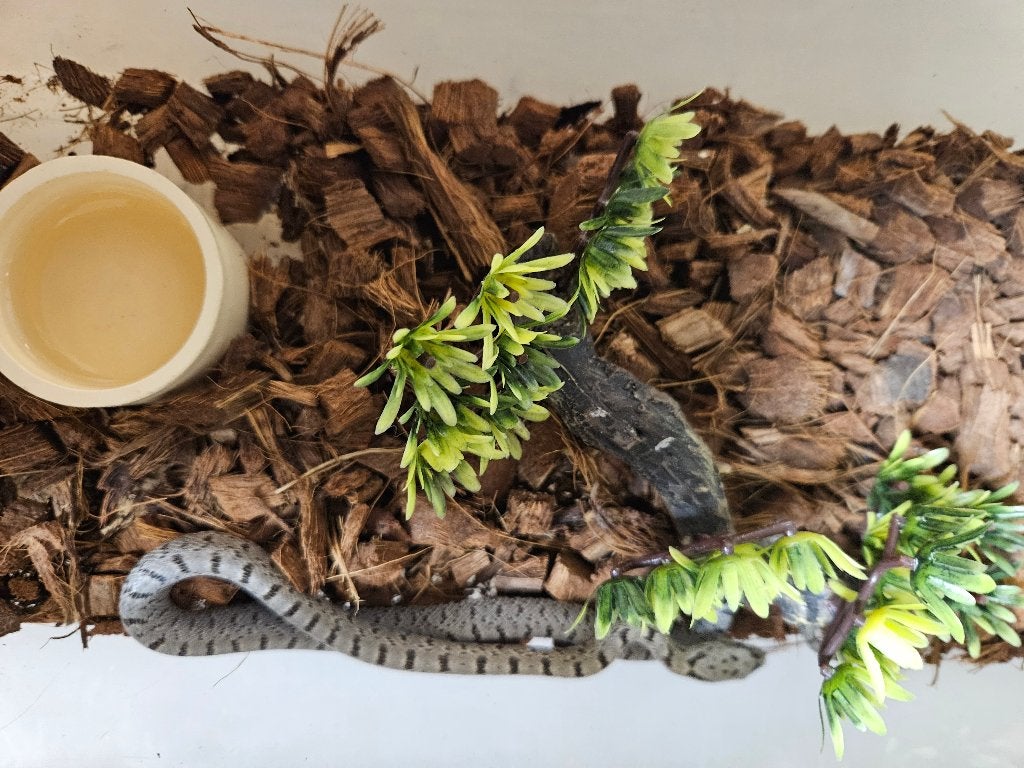 Pantherophis bairdi Bairdi rattenslang Rat Snake photo 2