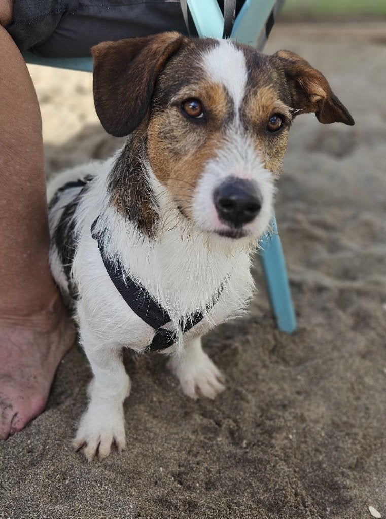ACE: Mike is een jonge energieke pup!, Particulier, Reu, 1 tot 2 jaar, Buitenland