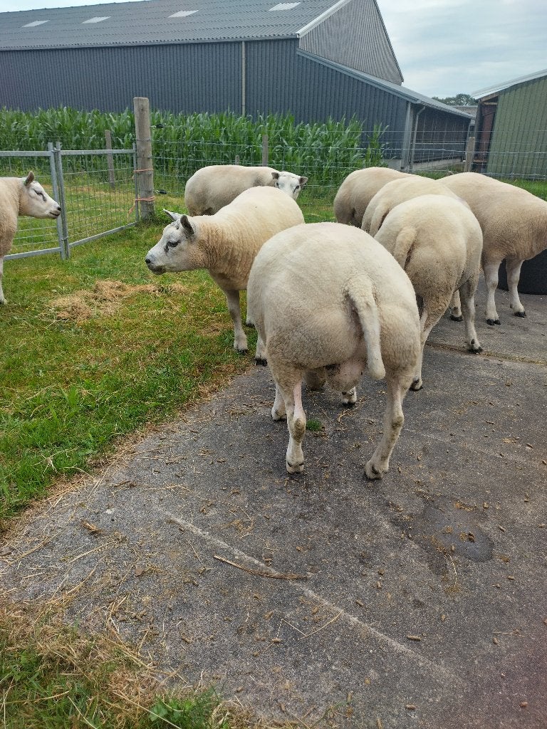 Mooie 1,5 jarige Texelaar rammen, Dieren en Toebehoren, Mannelijk, Schaap, 0 tot 2 jaar
