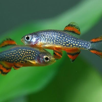 rasbora galaxy/ Danio margaritatus/ hemelse parel danio., Dieren en Toebehoren, Vis, Zoetwatervis, Schoolvis
