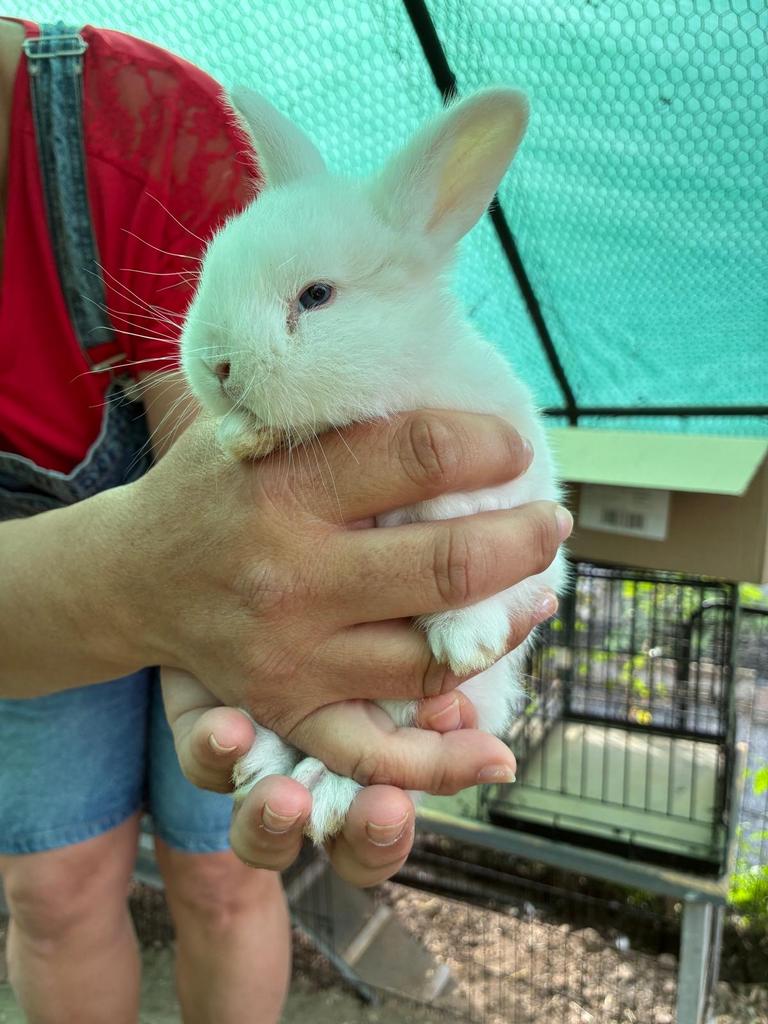 Konijnen te koop, Dieren en Toebehoren, Konijnen, Meerdere dieren, Middelgroot, Hangoor
