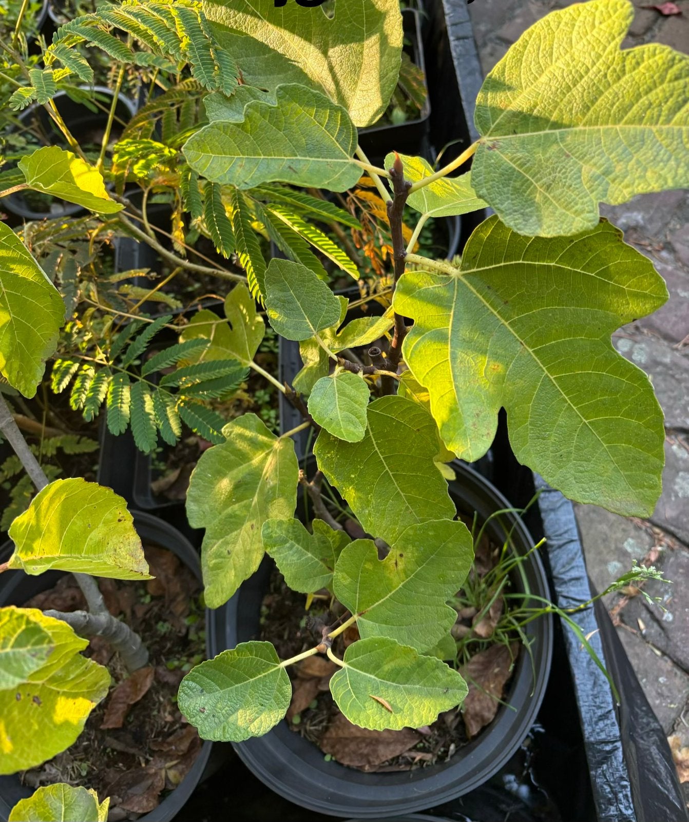 Vijgenboom - Jonge plant in pot, Ophalen, Minder dan 100 cm, Lente, Volle zon