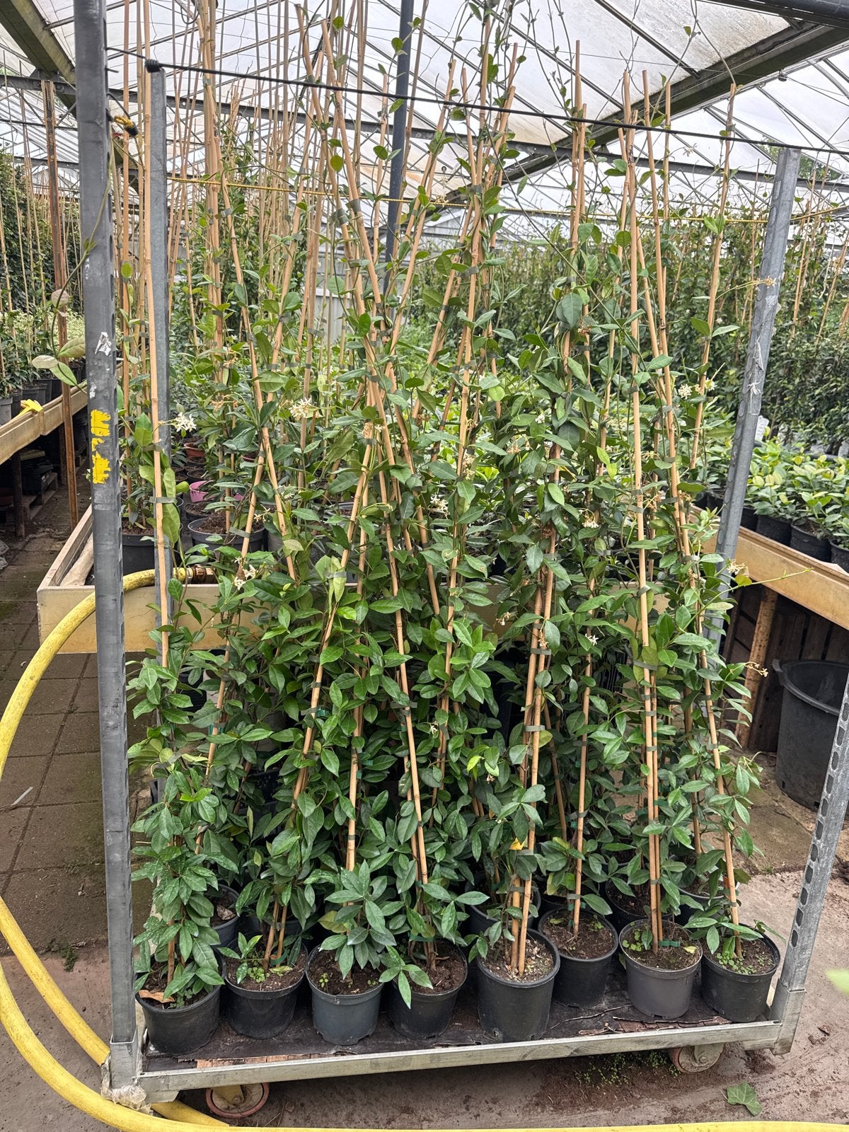 Toscaanse Jasmijn - Groenblijvend en Geurend! 175/200, Ophalen, Volle zon, Vaste plant, Klimplanten