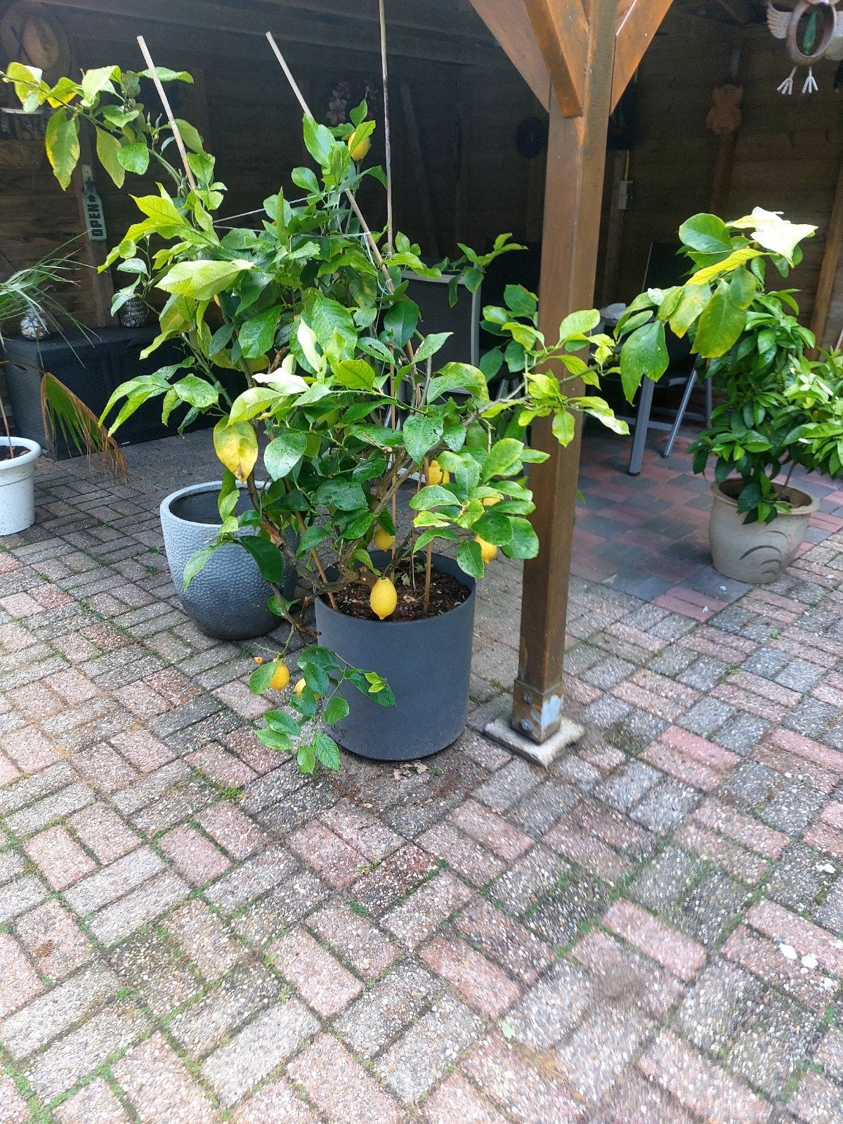 Citroenboom in pot - Vers fruit uit eigen tuin!, Volle zon, Vaste plant, Ophalen of Verzenden, Zomer