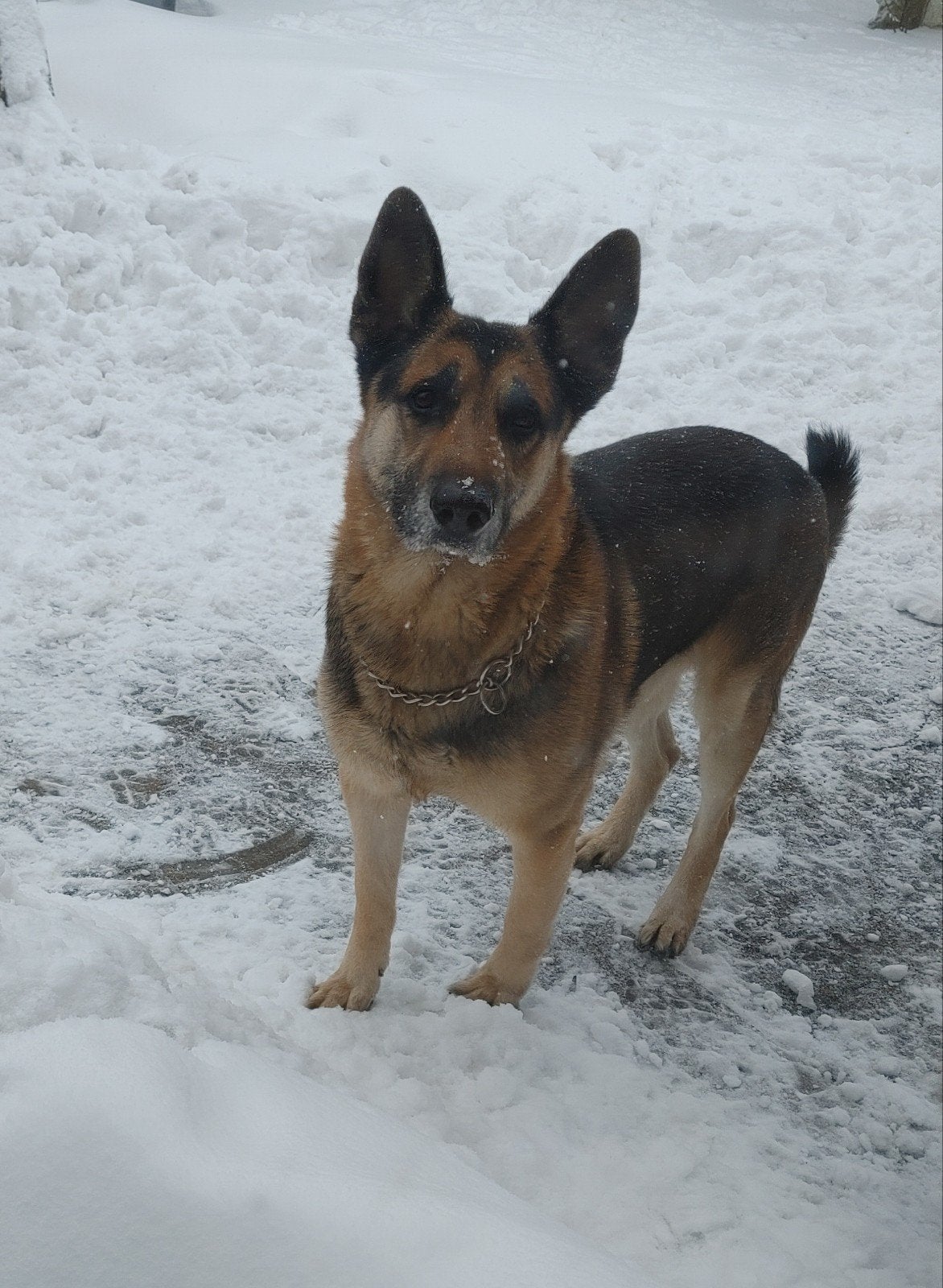 GEZOCHT: Hollandse Herder, Mechelse Herder of kruising., 8 tot 15 weken, Geslacht onbekend, Eén hond, Herder