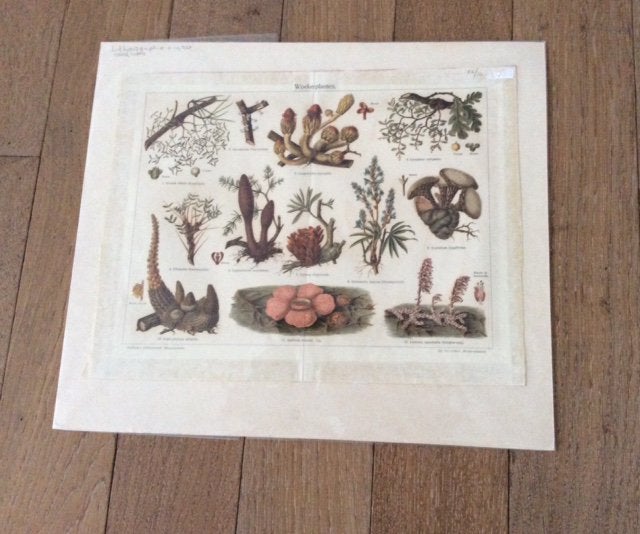 Drie mooie oude litho’s uit 1920, Antiek en Kunst, Kunst | Litho's en Zeefdrukken, Ophalen of Verzenden