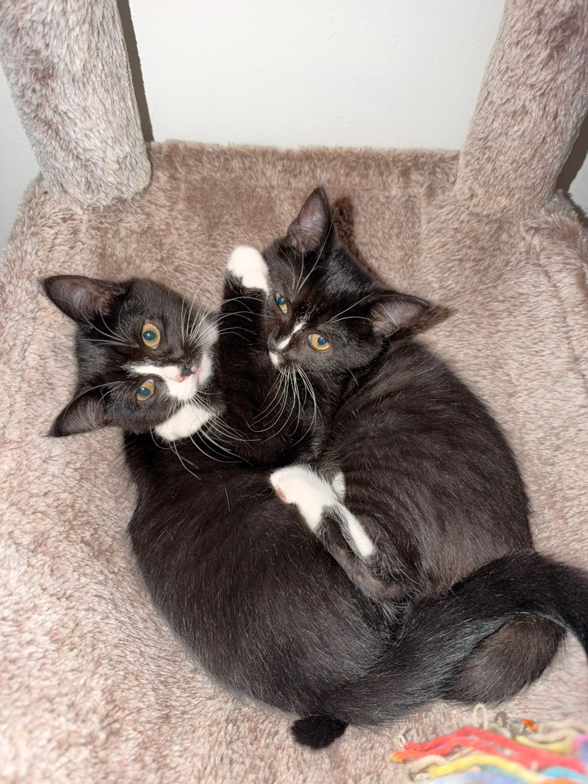 Kruising britse korthaar & europese korthaar kittens, Kater