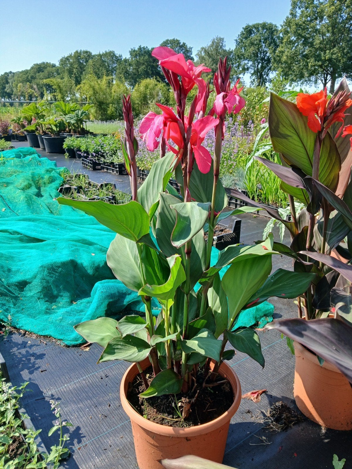 Canna planten in 10 liter potten - Diverse kleuren, Tuin en Terras, Planten | Tuinplanten, Volle zon, Vaste plant, Zomer, Ophalen