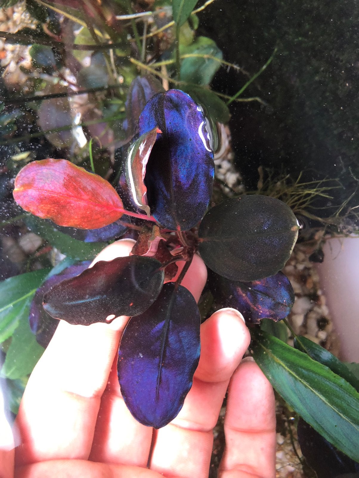Bucephalandra Violett Blossom, Dieren en Toebehoren, Ophalen of Verzenden, Plant(en), Steen of Hout