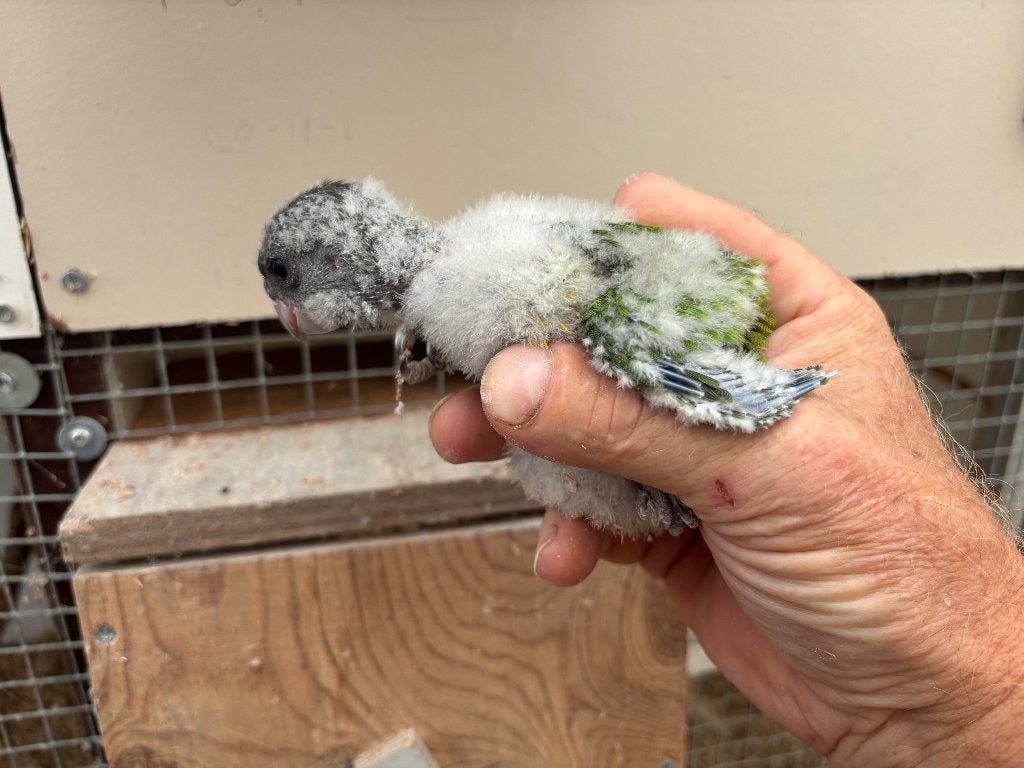 jonge bonte boer en grijze roodstaart, Dieren en Toebehoren, Vogels | Parkieten en Papegaaien, Meerdere dieren, Papegaai, Geringd