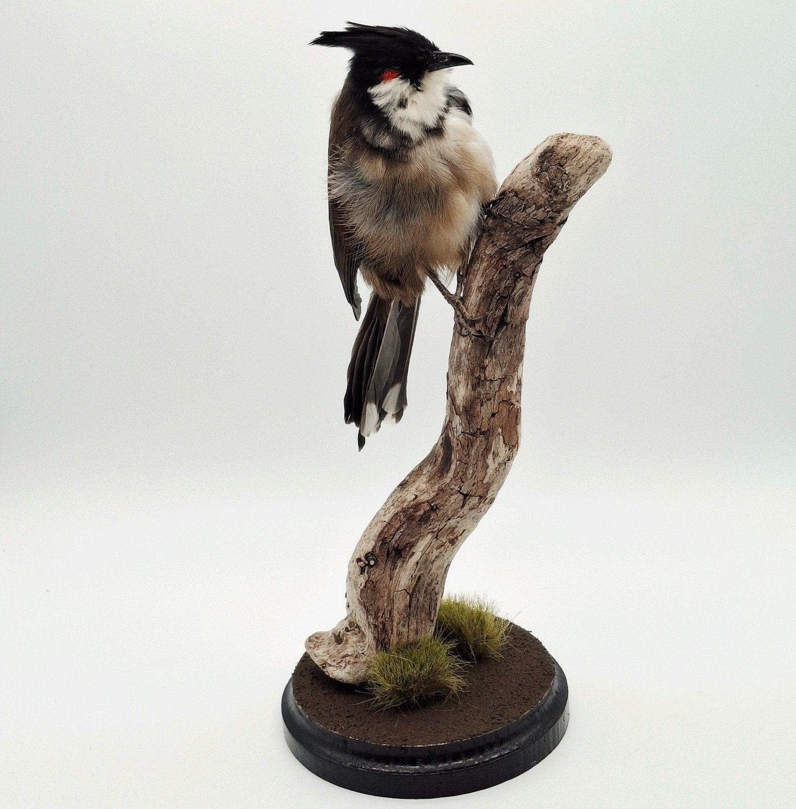 Roodoorbuulbuul taxidermie, Ophalen of Verzenden, Nieuw, Vogel, Opgezet dier